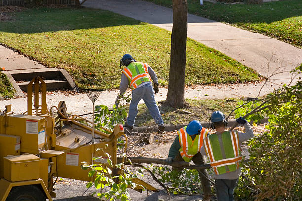 Best Large Tree Removal  in West Frankfort, IL